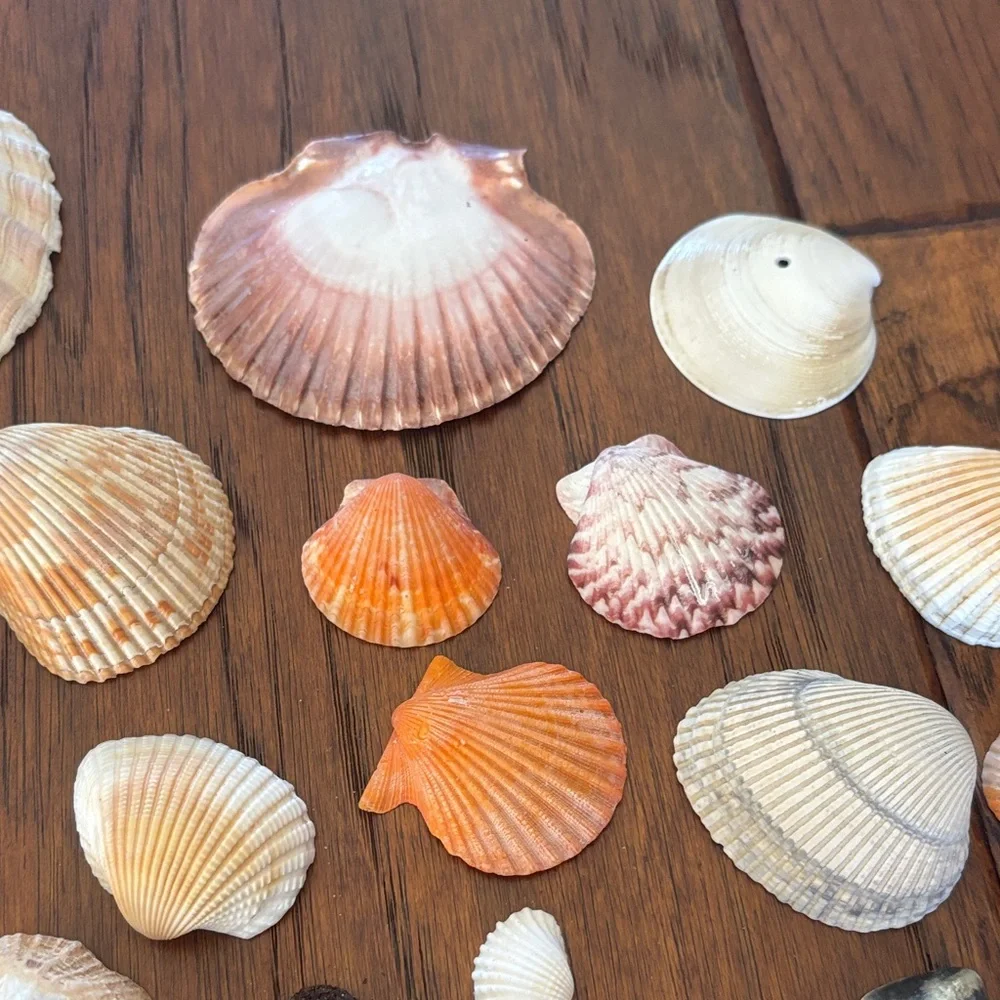 Assorted Seashell Collection - Picture 5 of 5